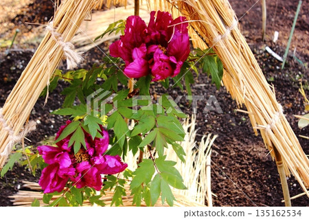 A winter peony named "Shimadaijin" bloomed at the Ueno Peony Garden in January 2026 (1) A winter peony named "Shimadaijin" bloomed at the Ueno Peony Garden in January 2026 (1) 135162534