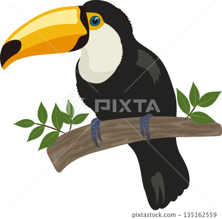 Toco toucan perching on a branch 135162559