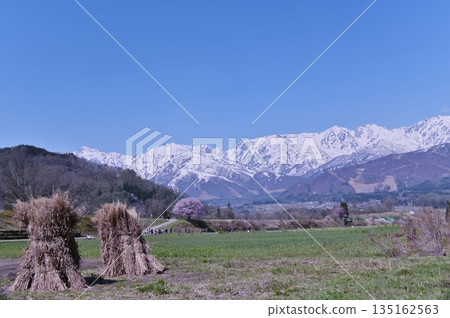 白雪皚皚的北阿爾卑斯山、一棵孤零零的櫻桃樹和遊客 白雪皚皚的北阿爾卑斯山、一棵孤零零的櫻桃樹和遊客 135162563
