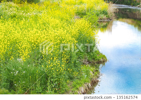 多摩川河床，油菜花盛開。 135162574