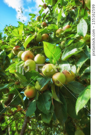 Orchard, fruit and apple on trees in farm for agriculture, farming and harvesting in nature. Countryside, garden and closeup of green or red apples on branch for organic, healthy and natural produce Orchard, fruit and apple on trees in farm for agriculture, farming and harvesting in nature. Countryside, garden and closeup of green or red apples on branch for organic, healthy and natural produce 135162599