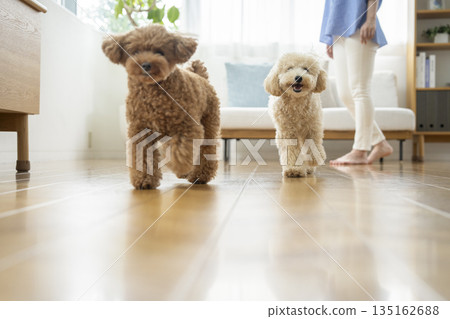 兩隻小狗（一隻玩具貴賓犬和一隻比熊貴賓犬）在房子裡跑來跑去 135162688