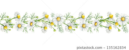 Chamomile flowers seamless border decor element watercolor illustration. Hand drawn matricaria chamomilla medicinal healing natural herb blooming flowers border decoration on white background 135162834