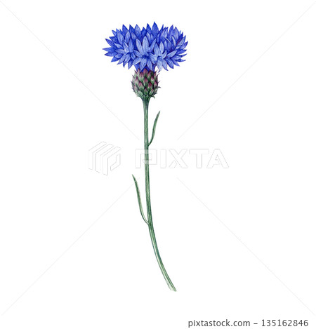 Blue cornflower single flower watercolor illustration. Hand drawn centaurea cyanus meadow wildflower detailed botanical illustration. Bachelor's button plant isolated on white background Blue cornflower single flower watercolor illustration. Hand drawn centaurea cyanus meadow wildflower detailed botanical illustration. Bachelor's button plant isolated on white background 135162846