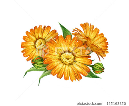 Calendula orange flowers watercolor botanical illustration. Hand drawn vintage style calendula officinalis healing anti inflammatory herb element isolated on white background 135162850