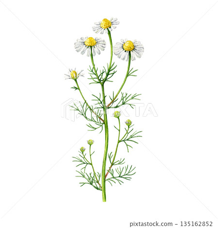 Chamomile plant with flowers watercolor vintage style illustration. Hand drawn matricaria chamomilla medicinal healing natural herb blooming stem isolated on white background 135162852
