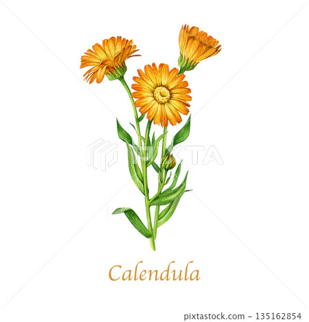 Calendula plant with orange flowers vintage style watercolor illustration. Hand drawn calendula officinalis medicinal natural herb blooming stems with leaves isolated on white background 135162854