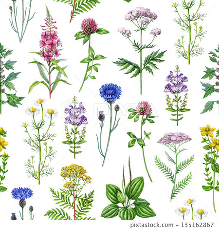 Medicinal herbs and wildflowers seamless pattern element. Hand drawn blooming chamomile, yarrow, tansy, plantain, cornflower, valerian wild healing plants watercolor illustration on white background Medicinal herbs and wildflowers seamless pattern element. Hand drawn blooming chamomile, yarrow, tansy, plantain, cornflower, valerian wild healing plants watercolor illustration on white background 135162867