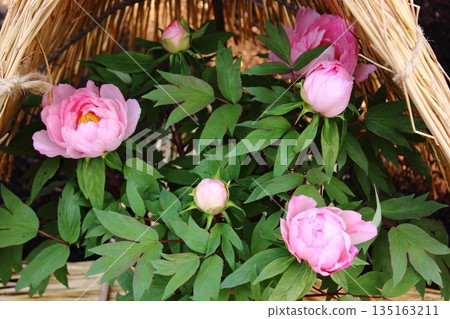 A winter peony called "Yachiyotsubaki" bloomed at the Ueno Peony Garden in January 2026 (2) A winter peony called "Yachiyotsubaki" bloomed at the Ueno Peony Garden in January 2026 (2) 135163211