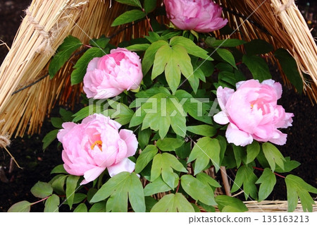 2026年1月，上野牡丹園裡盛開了一株名為「八千四椿」的冬牡丹（4） 135163213