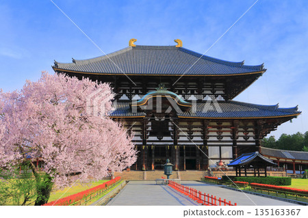 [Nara Prefecture] Cherry blossoms in full bloom at Todaiji Great Buddha Hall (Nara Park) 135163367