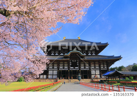 [奈良縣]東大寺大佛堂櫻花盛開（奈良公園） 135163370