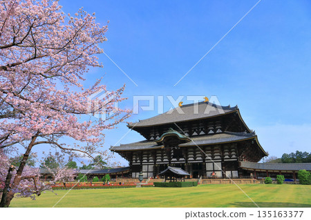 [奈良縣]東大寺大佛堂櫻花盛開（奈良公園） 135163377