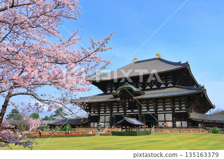 [奈良縣]東大寺大佛堂櫻花盛開（奈良公園） 135163379