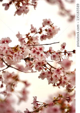清晨的櫻花在燈光下綻放 135163589