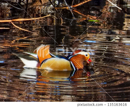 A male mandarin duck holding a shellfish as food A male mandarin duck holding a shellfish as food 135163616
