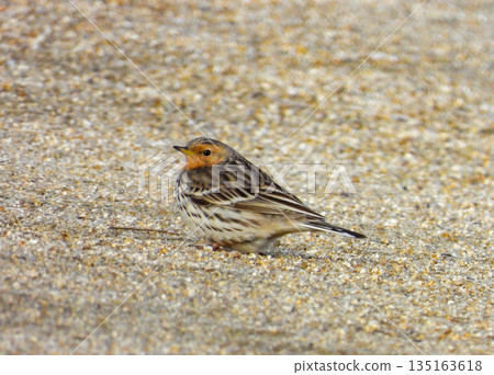 A red-breasted skylark descending to the ground A red-breasted skylark descending to the ground 135163618