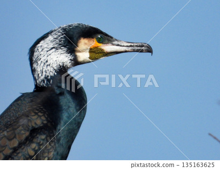 A close-up of a cormorant's profile in breeding plumage 135163625