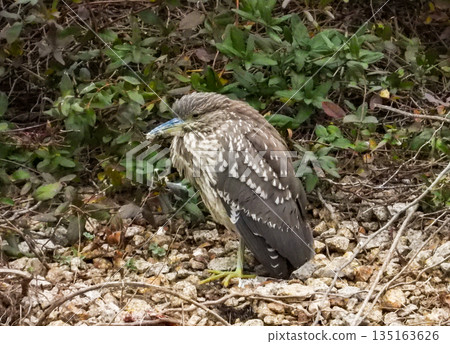 一隻夜鷺站在池塘邊。 135163626
