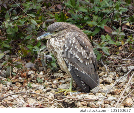 一隻夜鷺站在池塘邊。 135163627