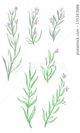 Hand-drawn color illustrations of rosemary (frames, wreaths, patterns, etc.) 135163666
