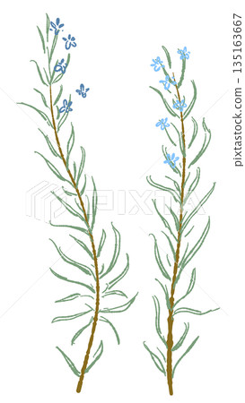 Hand-drawn color illustrations of rosemary (frames, wreaths, patterns, etc.) Hand-drawn color illustrations of rosemary (frames, wreaths, patterns, etc.) 135163667