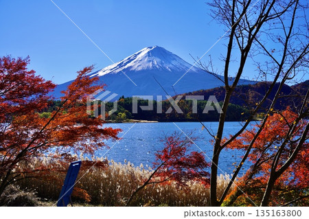 Kawaguchiko和富士山在秋葉 135163800