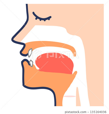發音器官和聲道橫斷面 135164036