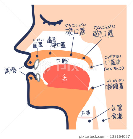 Speech organs and vocal tract cross section 135164037
