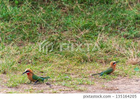 white-fronted bee-eater near Lake Nakuru white-fronted bee-eater near Lake Nakuru 135164205