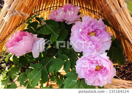 2026年1月，上野牡丹園裡盛開了一株名為「鐮田富士」的冬牡丹（1） 135164224