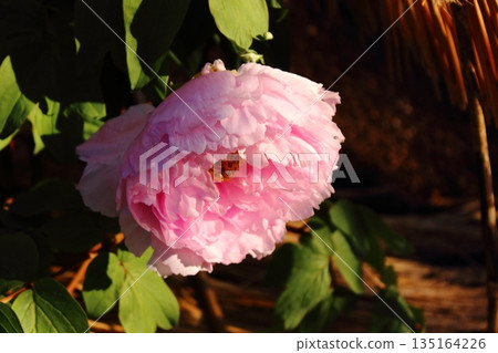 2026年1月，上野牡丹園裡盛開了一株名為「鐮田富士」的冬牡丹（2） 135164226