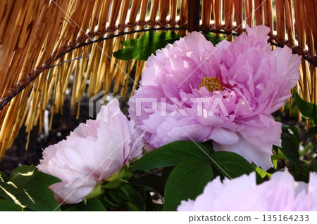 A winter peony called "Kamata Fuji" bloomed at the Ueno Peony Garden in January 2026 (8) 135164233