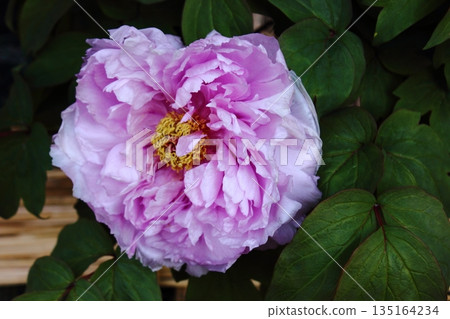 A winter peony called "Kamata Fuji" bloomed at the Ueno Peony Garden in January 2026 (9) A winter peony called "Kamata Fuji" bloomed at the Ueno Peony Garden in January 2026 (9) 135164234