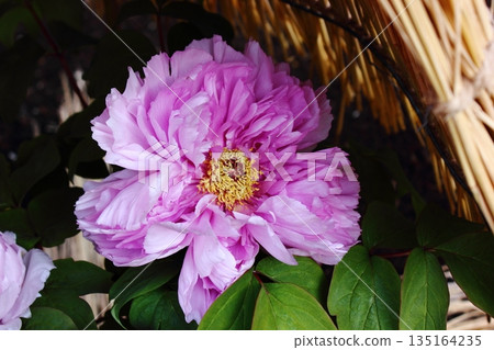 2026年1月，上野牡丹園裡盛開了一株名為「鐮田富士」的冬牡丹（10）。 135164235