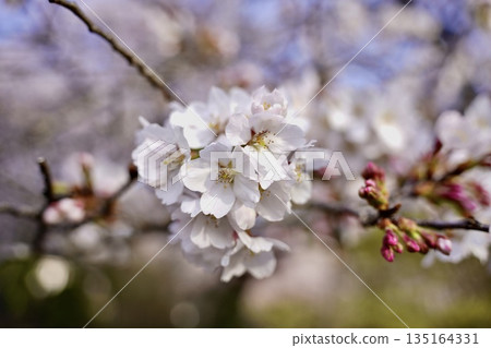 採取春天陽光的佐倉 135164331