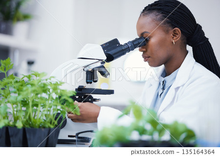 Plant research, microscope and black woman in a laboratory with sustainability analytics research. Leaf growth, study and female scientist in a lab for agriculture development and scope testing 135164364