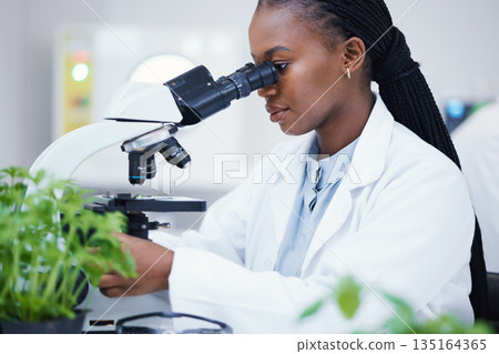 Plant science, microscope and black woman in a laboratory with sustainability and botany research. Leaf growth, study and female scientist in a lab for agriculture development and scope testing 135164365