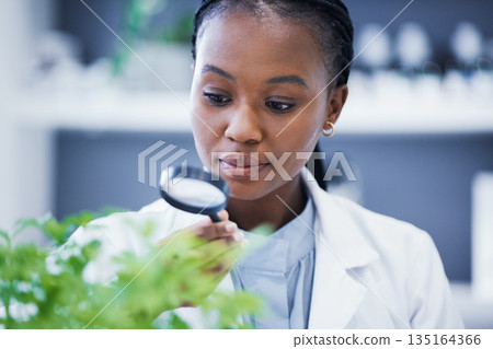 Research, plant and scientist looking at magnifier doing analysis nature for sustainability or sustainable science. Career, professional and black woman or ecology expert in a lab or laboratory 135164366