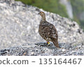 A ptarmigan in its summer plumage resting on a rock_Kai-Koma-ga-take 135164467