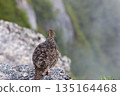 The back view of a summer plumage ptarmigan resting on a rock_Kai-Koma-ga-take 135164468