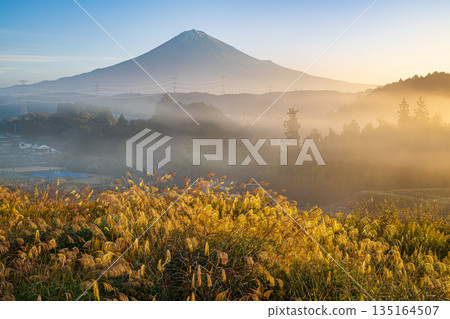 Mount Fuji on withered pampas grass lit by the morning sun in the morning mist drifting through the countryside 135164507