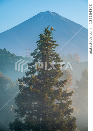 A single cedar tree and Mount Fuji 135164508