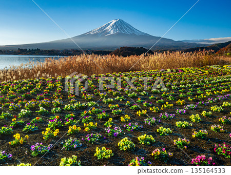 從大石公園眺望三色堇花田和富士山 135164533