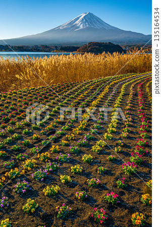 Pansy flower fields and Mt. Fuji in Oishi Park 135164534