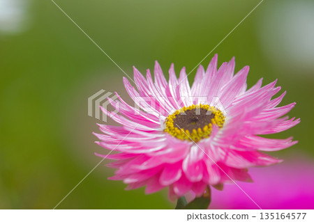 花開漂亮 135164577