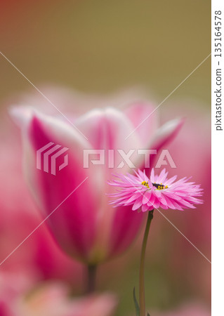 沐浴在春光中的粉色鬱金香 135164578