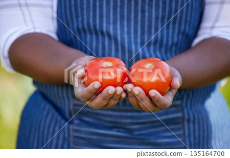 Farm, agriculture and hands of farmer with tomato for vegetables, harvest and fresh produce. Farming, sustainability and female farmer with tomatoes in palms for organic, natural and healthy food Farm, agriculture and hands of farmer with tomato for vegetables, harvest and fresh produce. Farming, sustainability and female farmer with tomatoes in palms for organic, natural and healthy food 135164700