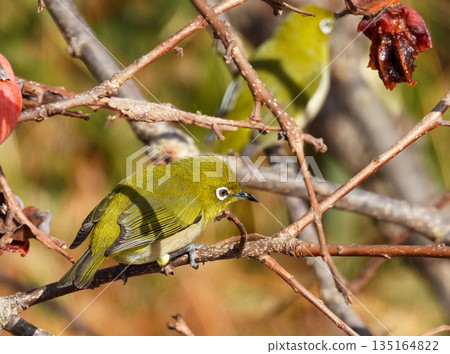 Japanese white-eye that stays on a tree branch 135164822