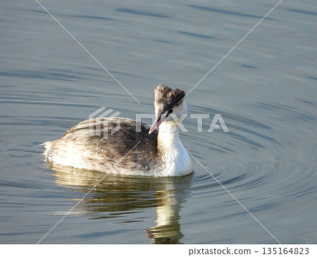 Great Crested Grebe in winter plumage swimming in the river Great Crested Grebe in winter plumage swimming in the river 135164823